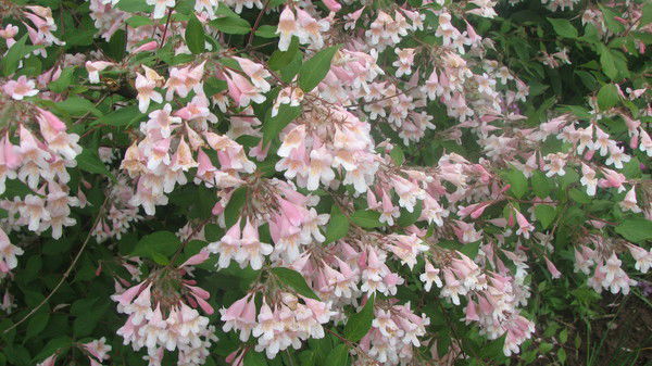 Наталия Тиманькова