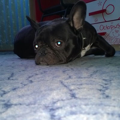 Максим Кушнир