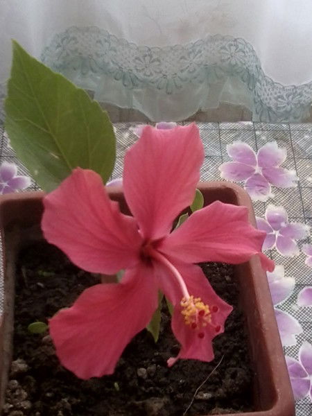 Алёна Долгополова(Геоня)