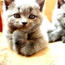 Людмила Королькова