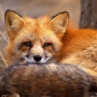 Александра Метёлкина