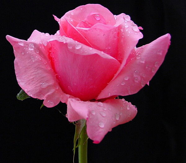 Татьяна Морозова