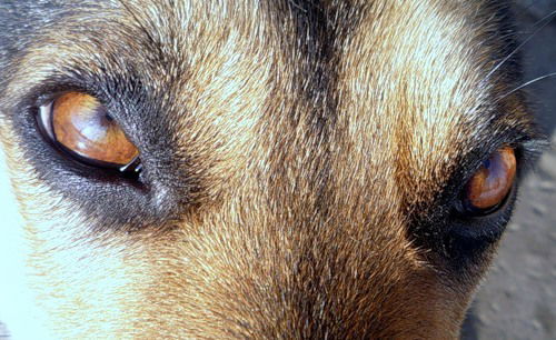 Евгений Паскаль