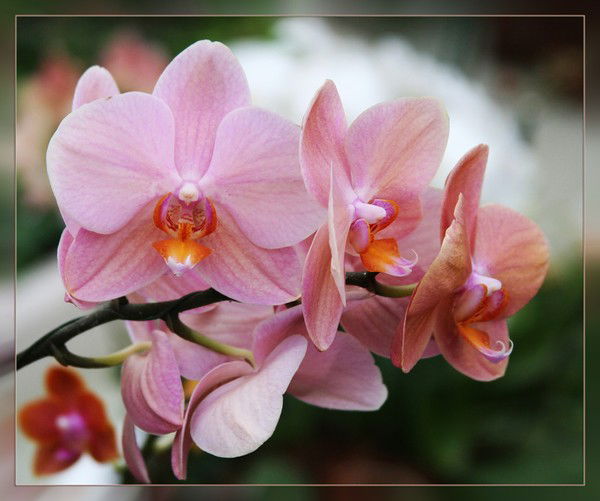 Александра Гулова