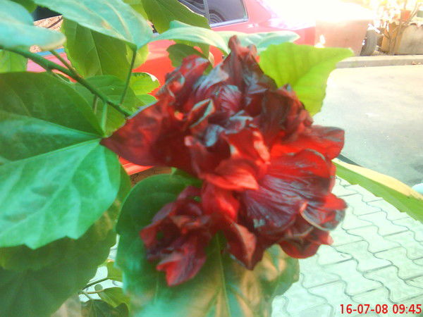 Нина Обухова