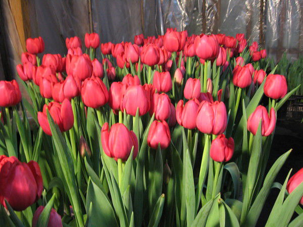 Мееркан Дуйшоева