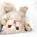 Аня Лимаева