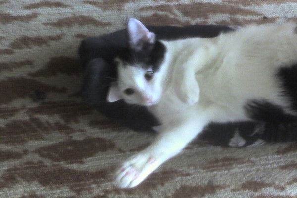 Наталья Масина