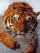 Шамиль Биктагиров