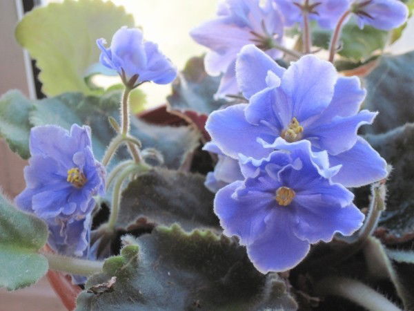 Наталья Кухаренко