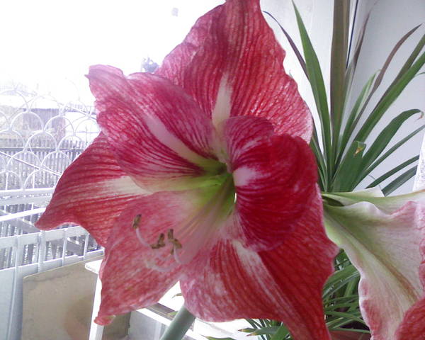 Ирина Сластен