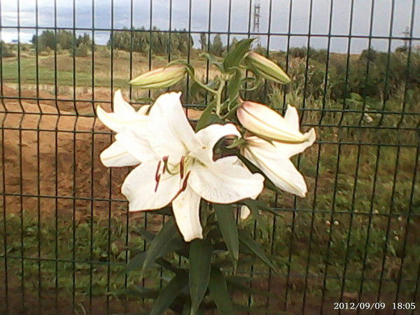 Раваят Гашимова