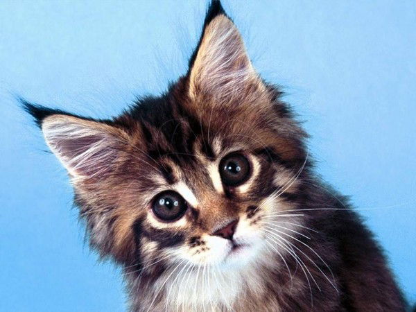 Андрей Марков