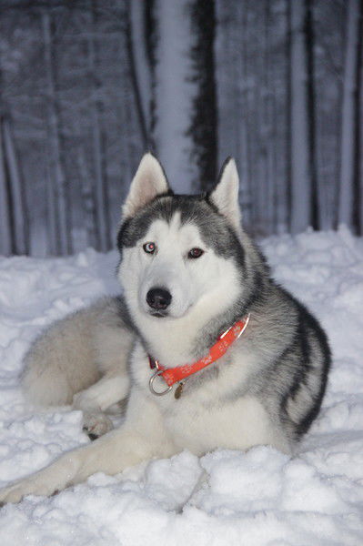 Алексей Гришин