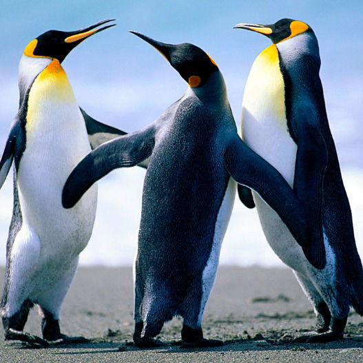 Роман Николаев