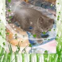 Вероника Сурикова