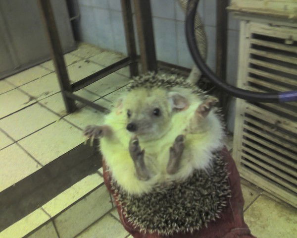 Татьяна Разумовская