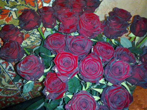 Анна Андросова