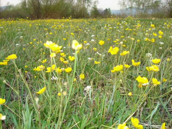 Олеся Федотова