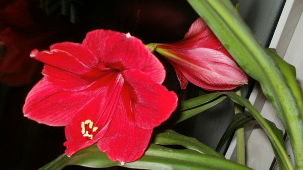 Венер Абдулкадыров