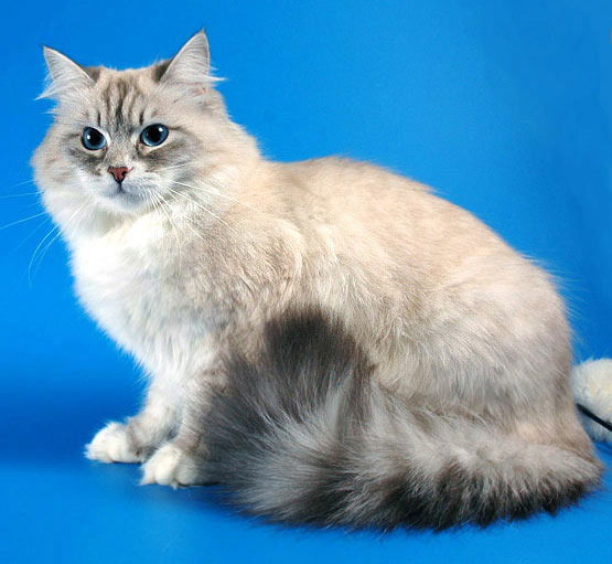 Виктория ***