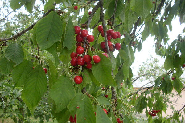 Дмитрий Коновалов