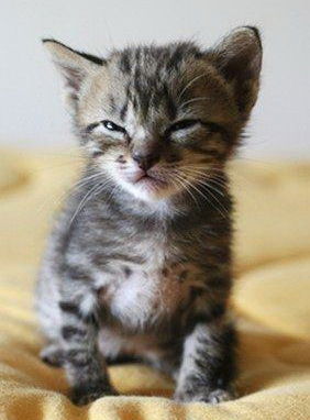 Лариса Заритовская