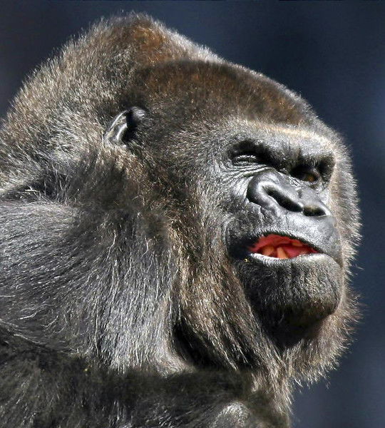 Сергей Конько