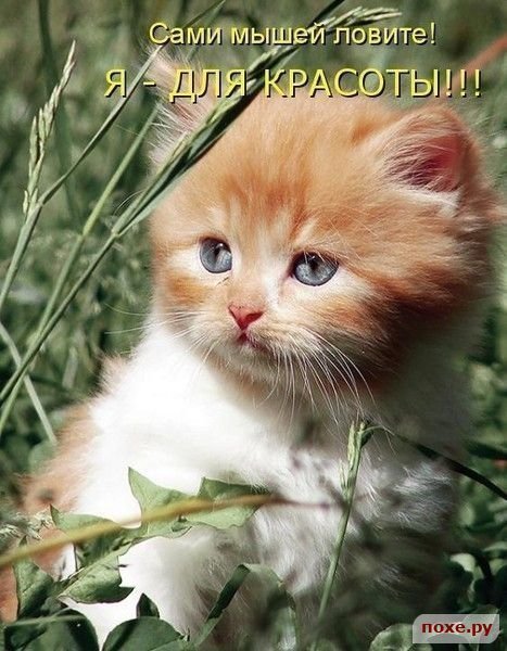 Венера Ступина