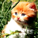 Венера Ступина