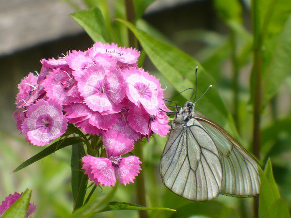 Ирина Притчина