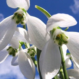 Таисия Кравченко