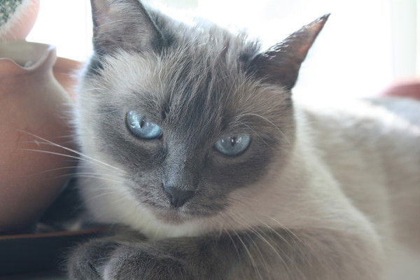 Нина Томозова