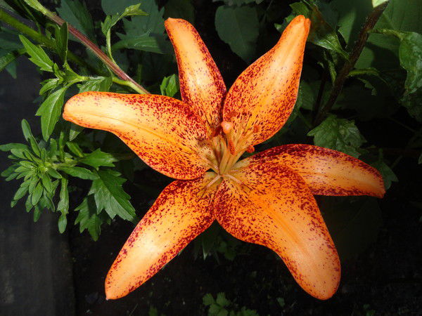 Олеся Харченко( Науменко)