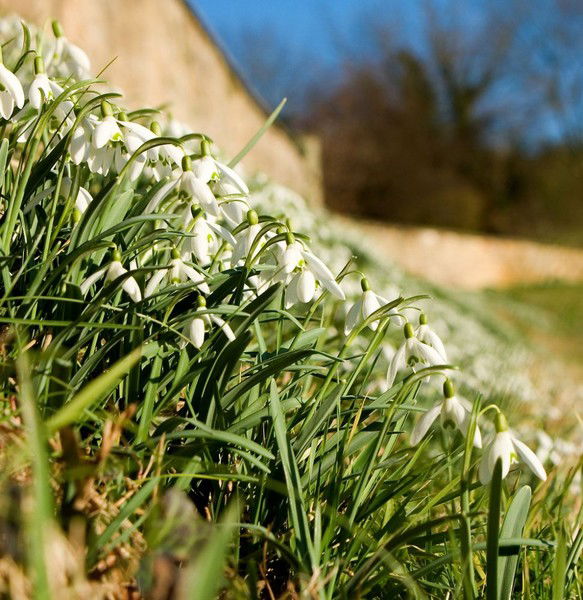 Олмалик Ссм