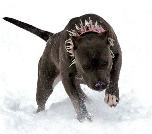 Ника Ласковый