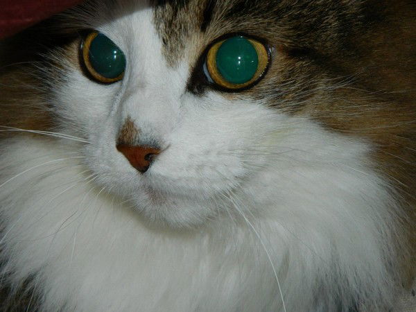 Татьяна Кузнецова