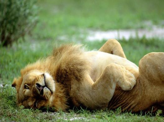 Тризольда ______