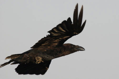 Николай Воронин