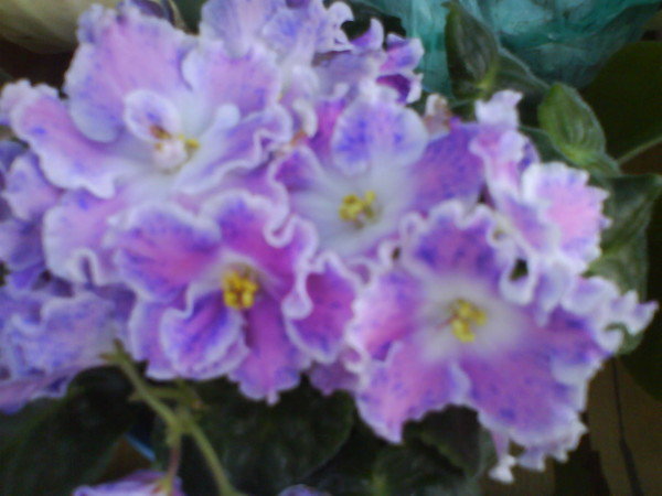 Лена @@@@@@@