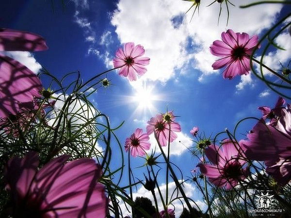 Флюза Сафина