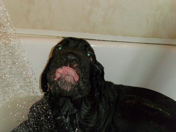 Роберт Богдасаров