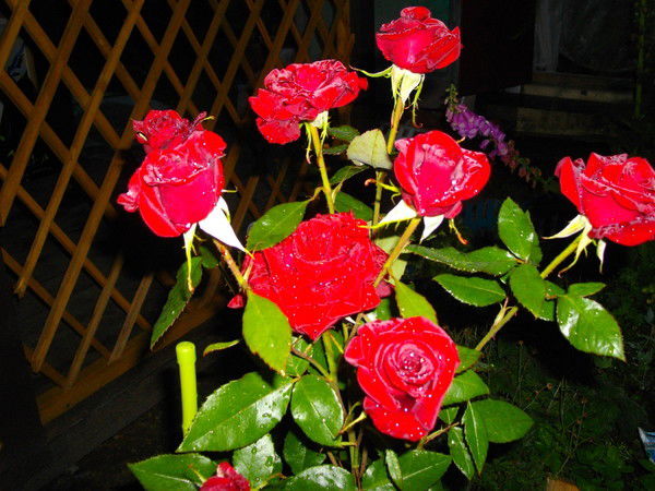 Наталья Дроздова