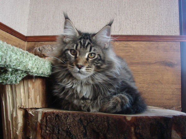 Лена Трофимова