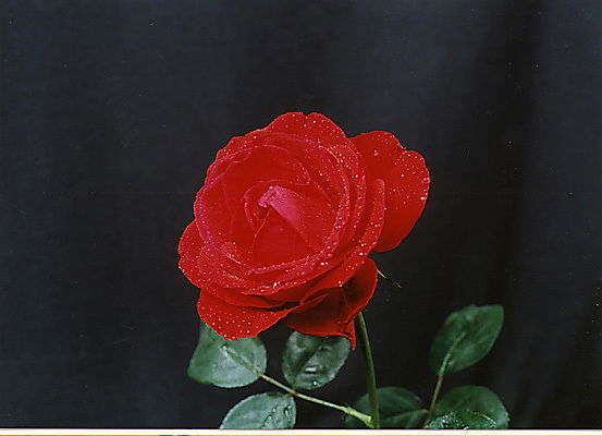 Таня Чернышенко