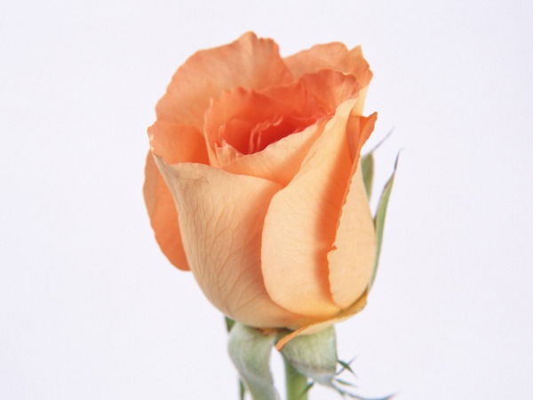 Надежда Курдюмова