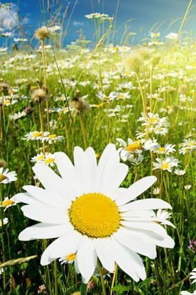 Сашенька ***