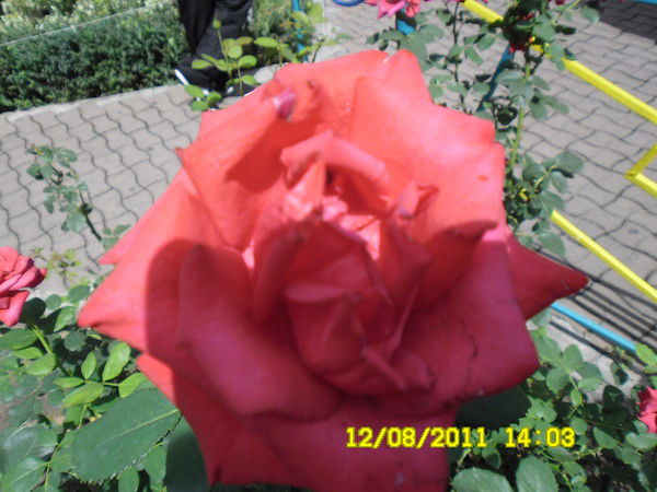 Гульназ Касаинова