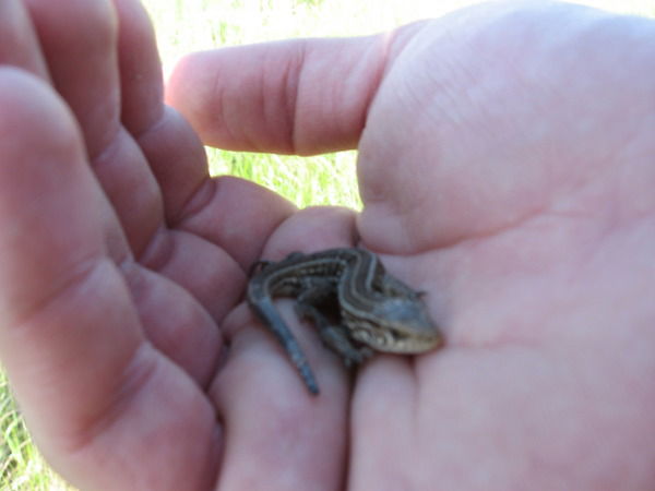 Иван Вялков