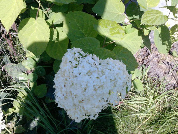 Елена Родина